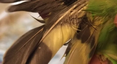 Чому хвилястий папуга випадає з пір'ям, що робити